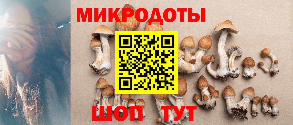 Псилоцибиновые грибы Psilocybine cubensis Пенза